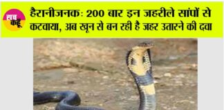 cobra news