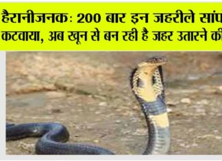 cobra news