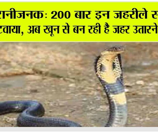 cobra news