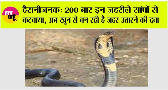 cobra-news cobra news