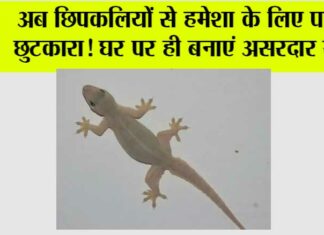 Chipkali Bhagane ke Upay