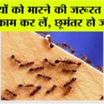 Home Remedy For Ants