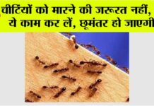 Home Remedy For Ants