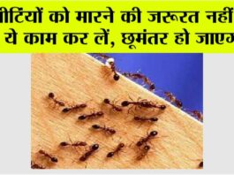 Home Remedy For Ants