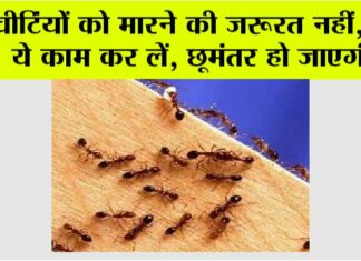 Home Remedy For Ants