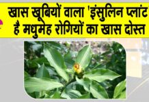 Benefits of insulin plant