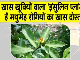 Benefits of insulin plant