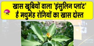 Benefits of insulin plant