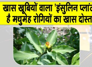 Benefits of insulin plant
