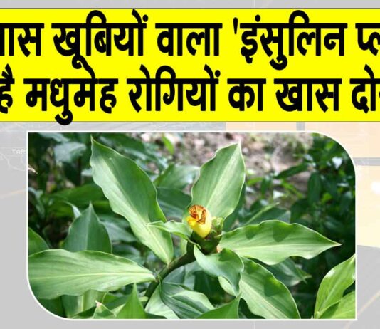 Benefits of insulin plant