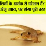 Lizard can be away from your Home