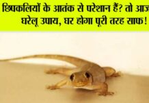 Lizard can be away from your Home