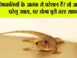 Lizard can be away from your Home