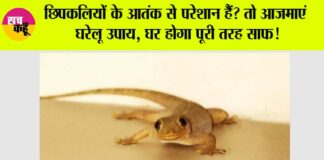 Lizard can be away from your Home