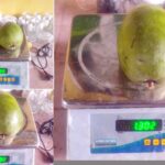 Mango India