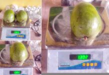 Mango India