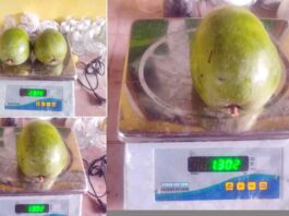 Mango India