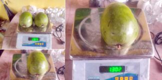 Mango India