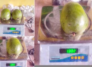 Mango India