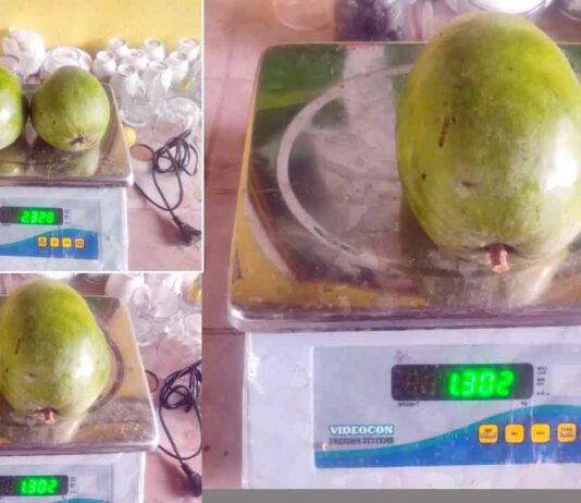 Mango India