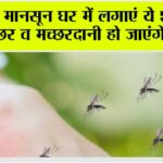 Mosquito Repellent Plants