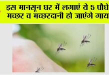 Mosquito Repellent Plants