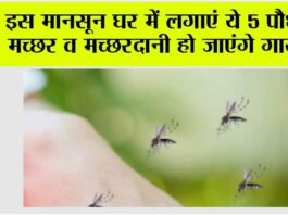 Mosquito Repellent Plants