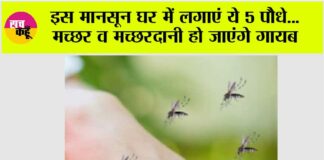 Mosquito Repellent Plants