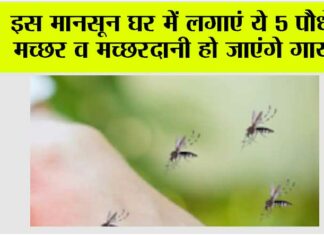 Mosquito Repellent Plants