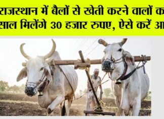 Rajasthan Government News: राजस्थान में बैलों से खेती करने वालों को हर साल मिलेंगे 30 हजार रुपए, ऐसे करें आवेदन Rajasthan Government News