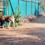 Ranchi Tiger News