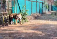 Ranchi Tiger News