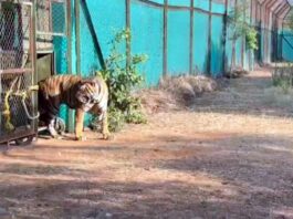Ranchi Tiger News