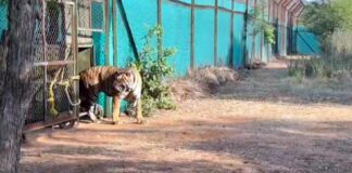 Ranchi Tiger News