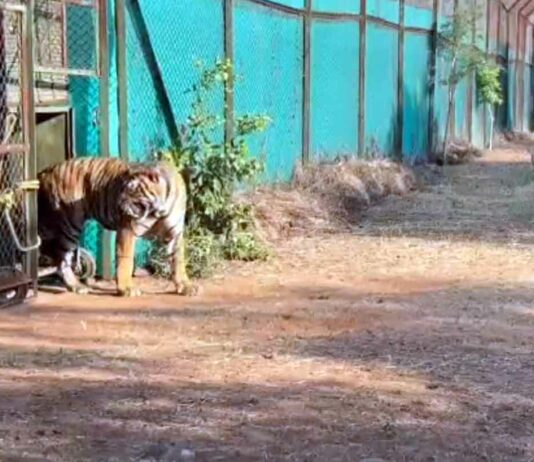 Ranchi Tiger News