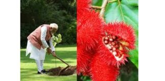 Sindoor plant