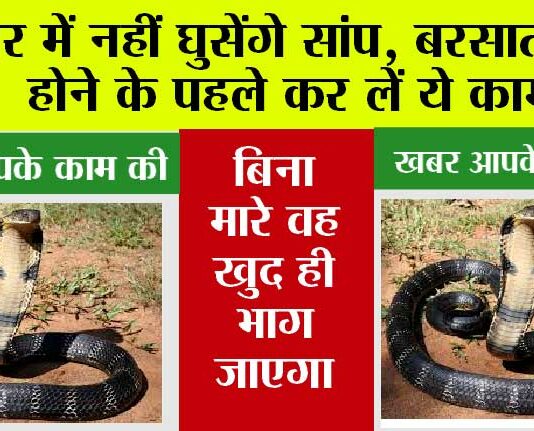 Snake: घर में नहीं घुसेंगे सांप, बरसात शुरू होने के पहले कर लें ये काम… Snake