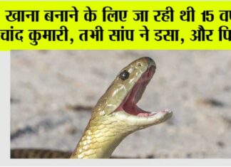 Snake: खाना बनाने के लिए जा रही थी 15 वर्षीय चांद कुमारी तभी सांप ने डसा, और फिर … Snake