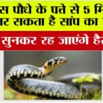 Snake News