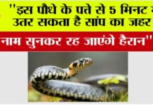 Snake News