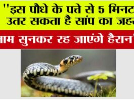 Snake News