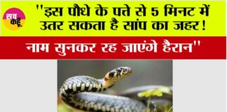 Snake News