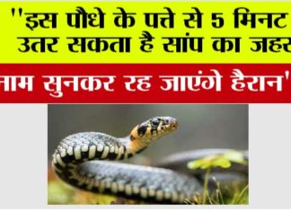 Snake News