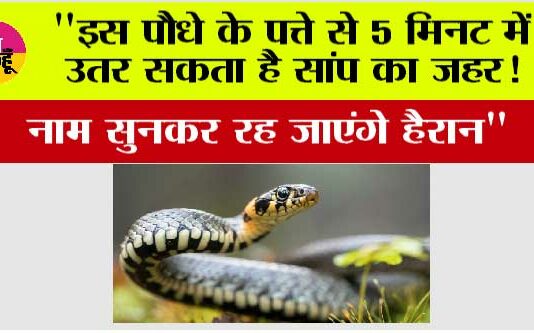 Snake News