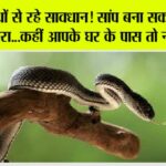 Snake News