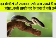 Snake News
