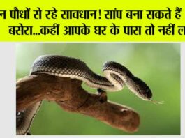 Snake News