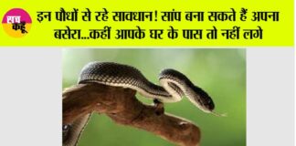 Snake News