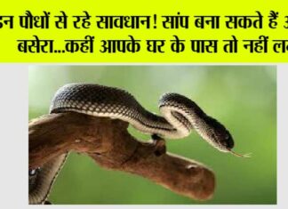 Snake News