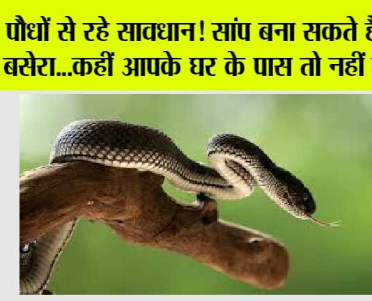 Snake News